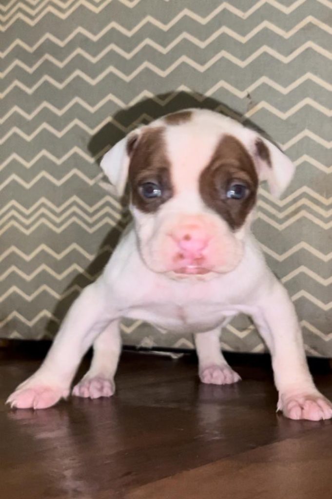 Chiot à adopter — 4 mois