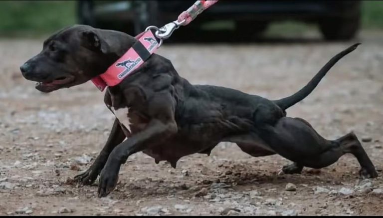 Test Expo Nationale Dakar 2026